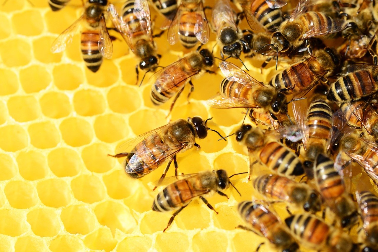 Jak komunikują się pszczoły?