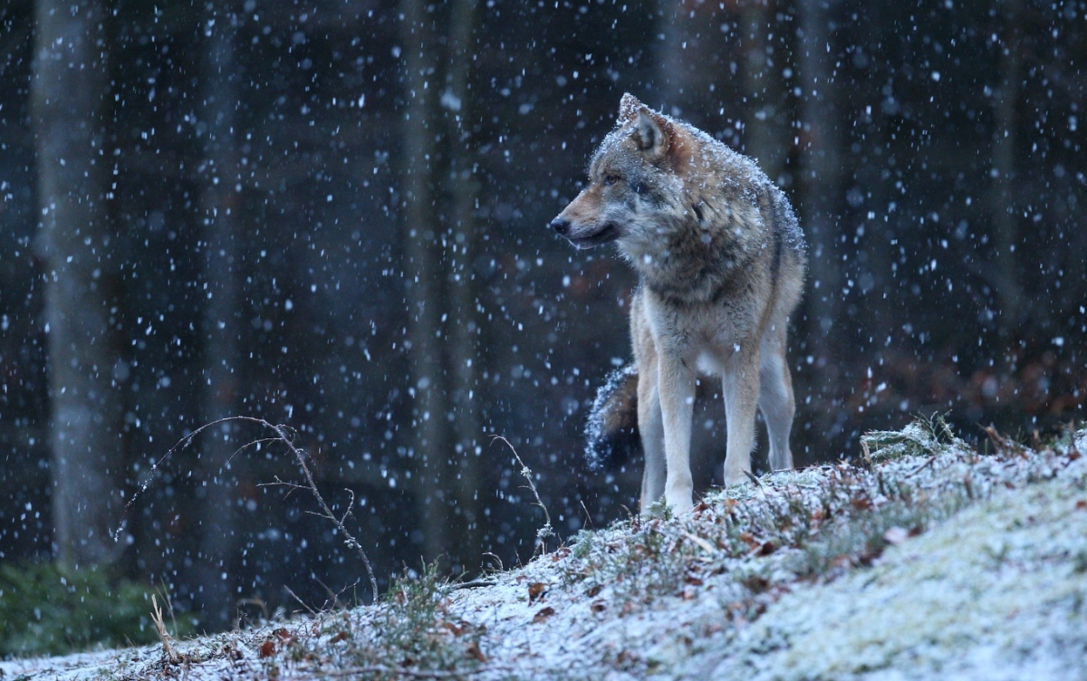 Agresywne wilki na Dolnym Śląsku terroryzują hodowców owiec! Chwaliszów w stanie alarmu po ataku na stado
