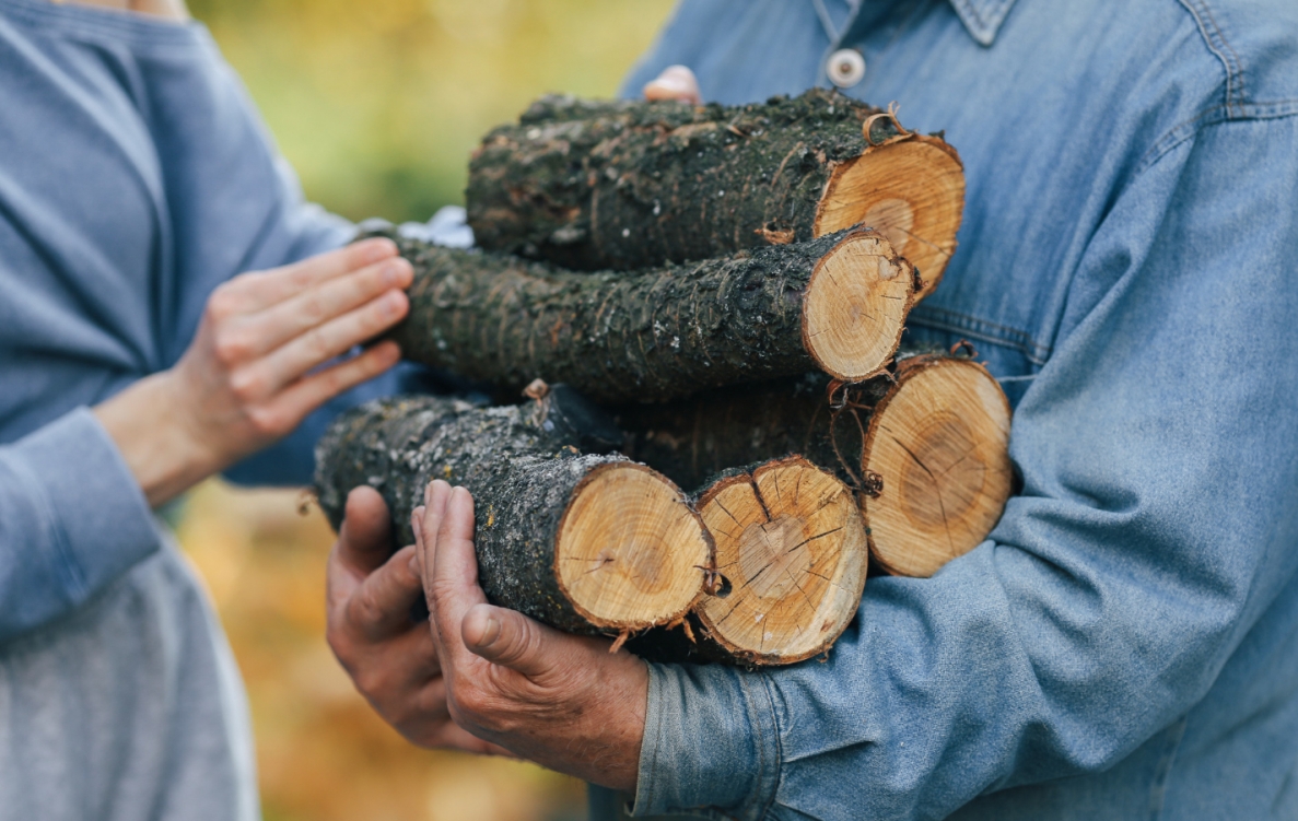 Polskie lasy pod ochroną – Ministerstwo Klimatu i Środowiska zapowiada ograniczenie wycinki drzew